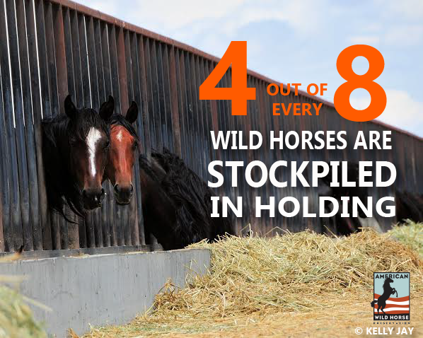 Approx. 4 out of every 8 #wildhorses are stockpiled in government holding. #justice4mustangs