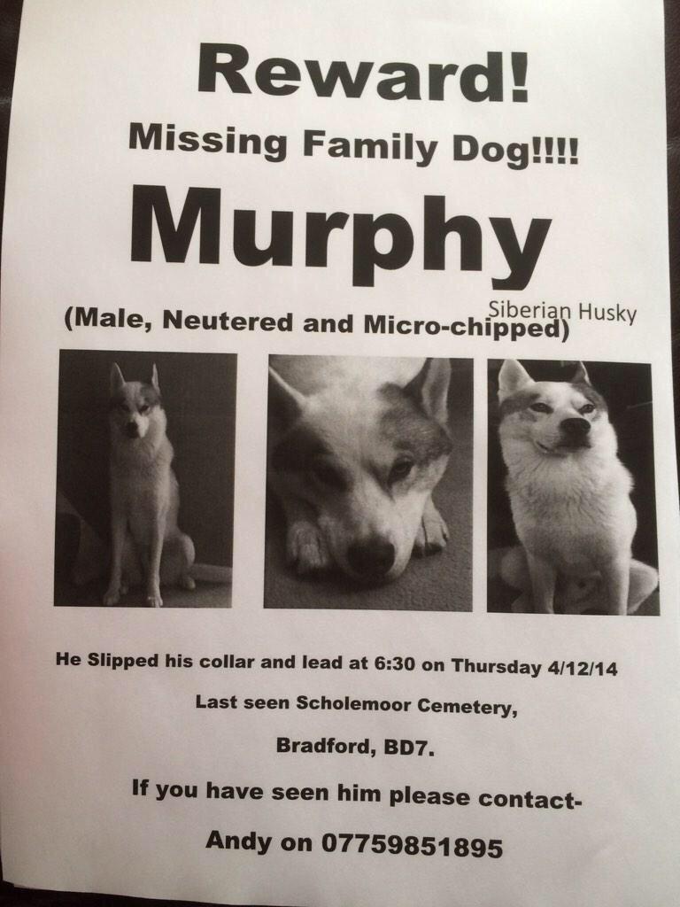 Murphy's Army tweet media