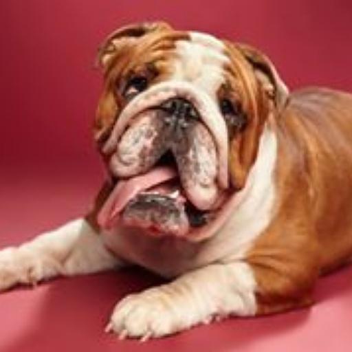 Marc_GuTy's tweet photo. ¡Tu perro,gato pueden convertirse en #MascotasdelañoRC! Comparte su foto y consigue /#mascotadelañorc http://t.co/Cu3IAVGEQw