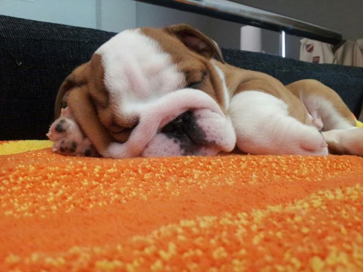 Marc_GuTy's tweet photo. ¡Tu perro,gato pueden convertirse en #MascotasdelañoRC! Comparte su foto y consigue /#mascotadelañorc http://t.co/Cu3IAVGEQw