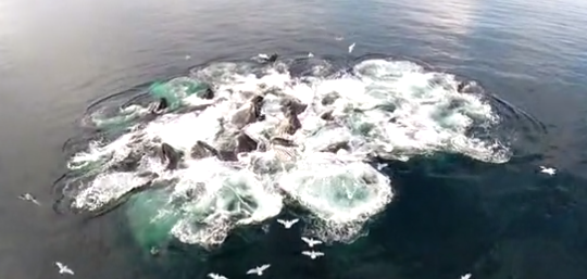 AGeekyLink's tweet image. (VIDEO)A #BIRD'S #EYEVIEW OF #HUMPBACK #WHALES PARTICIPATING IN #BUBBLE #FEEDING ! buff.ly/1sy3DJr