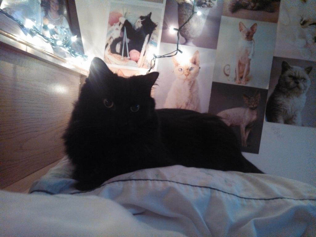 Keres81's tweet photo. My Prince on his pillow pedestal.
#CatComforts http://t.co/Ix3g4ISj1C