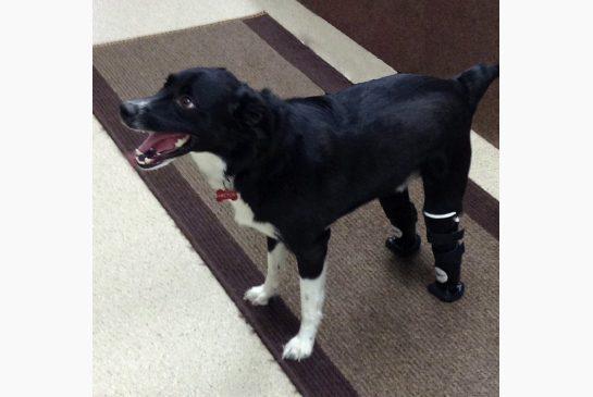 pupchelsea's tweet photo. So happy for Hector RT@TorontoStar: Prosthetic paws an early Christmas gift for Hector the dog
http://t.co/FggyrvqKRh http://t.co/ESJec5izy6