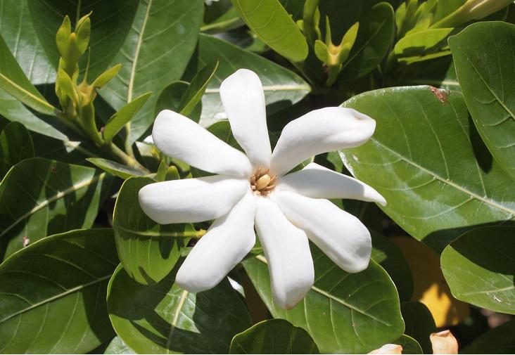 アルビオン Albion 公式 アルビオン公式ブログを更新しました ティアレ花の花びらは通常6 7枚 8枚のものを見つけると幸せが訪れるそうですよ 冬でもツヤ肌の秘密は 美容オイルでファンデ Http T Co Vpoahndv4j アルビオン ブログ Http