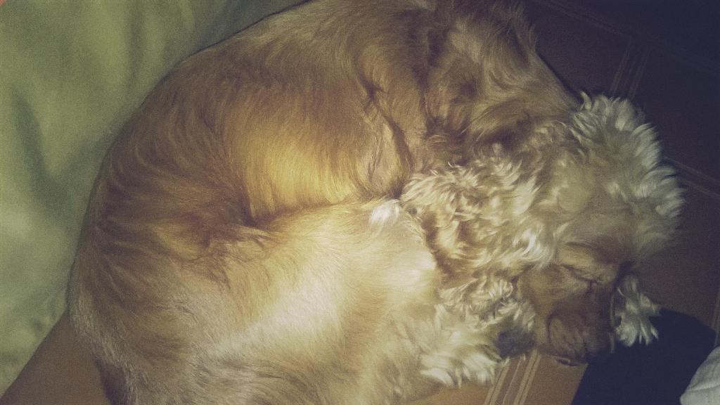 LoopzAndreC's tweet photo. Mi principe mejorando http://t.co/bjCjtEdmbg