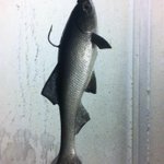 Photo by The Wired Angler (@WiredAngler)