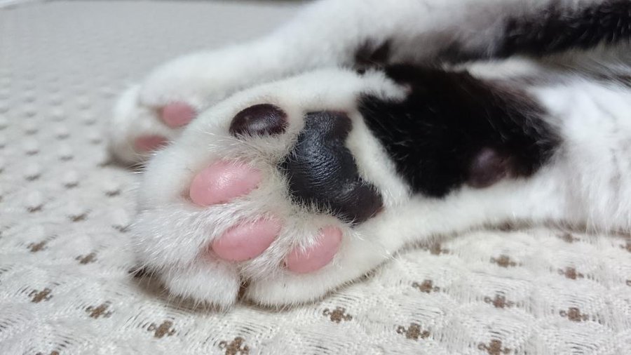 猫の肉球の香りハンドクリーム 人間用 を発売します フェリシモ猫部