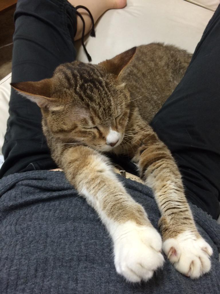 フェリシモ 猫部 みにゃさまの愛猫の肉球はどんなにおいがしますか バターのにおいとか Twitter