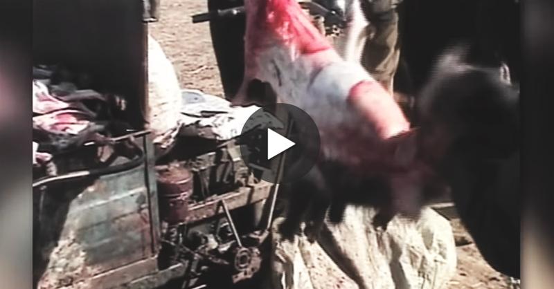 peta's tweet image. Many animals are still FULLY CONSCIOUS when stripped of their FUR.

Tell @BCBGMAXAZRIA 2 STOP: peta.vg/bcbg