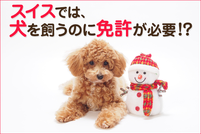 Adecco Japan アデコ株式会社 世界のおもしろトリビア スイスでは 犬 を飼うのに免許が必要だということをご存知ですか さらに 飼い主や犬種などの細かい情報を入れた マイクロチップの装着も義務付けられているんですよ Adecco アデコ Http T