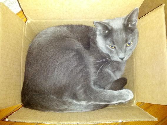 bl_pace's tweet image. I finally found a picture of Leo just after delivery. He's always been a bit special.