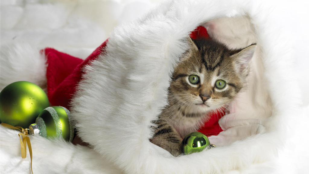 enterdelta's tweet photo. 8 days to go, 8 days of #christmas #cats  The #advent starts now! #CatsOfTwitter http://t.co/GVPL5PT8Ia