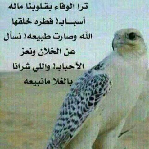 صباحكم فل