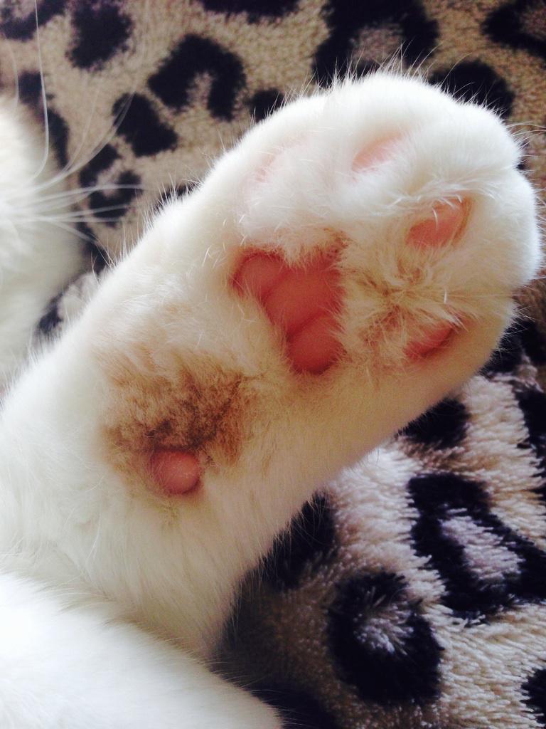 猫の肉球の香りハンドクリーム 人間用 を発売します フェリシモ猫部