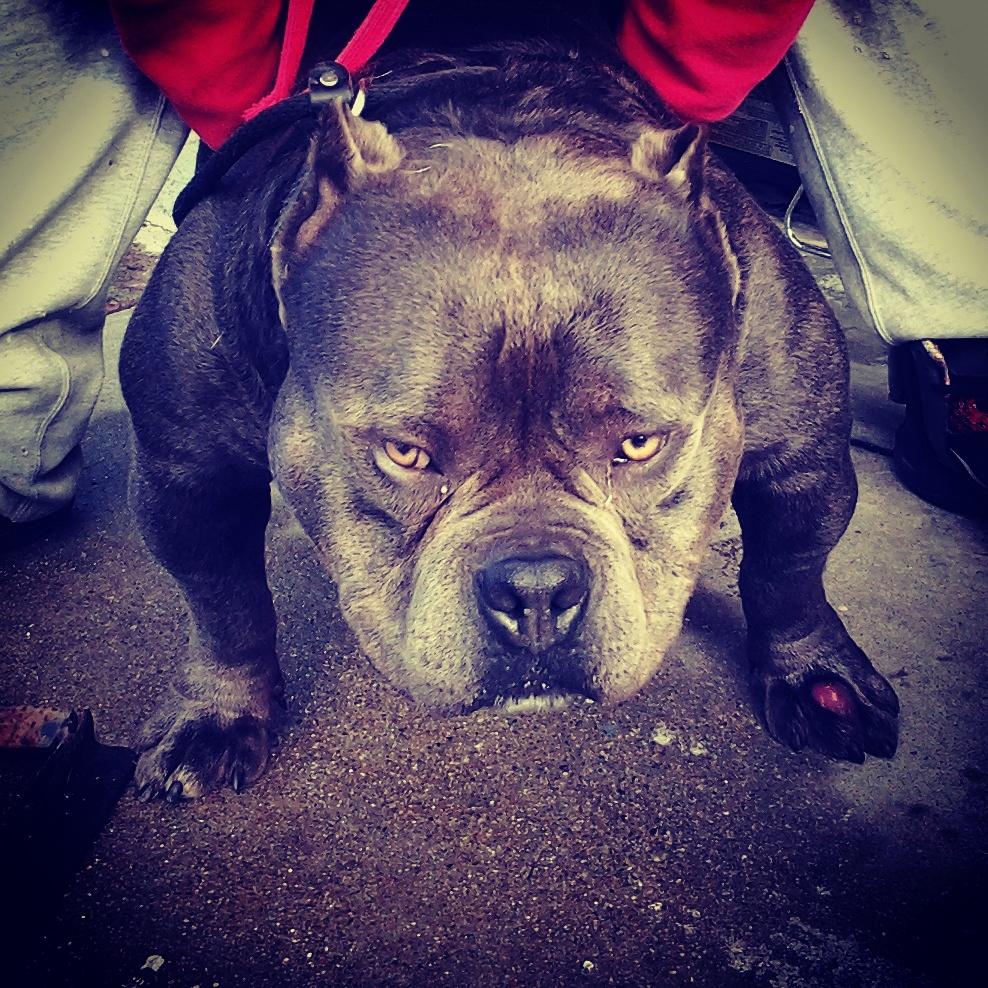 PlayerPrince400's tweet photo. Ffk Blue Beatle X Ffk Diamond Lane of Touch Of Royalty Kennels puppies coming soon holla! http://t.co/4LsLMtLeME
