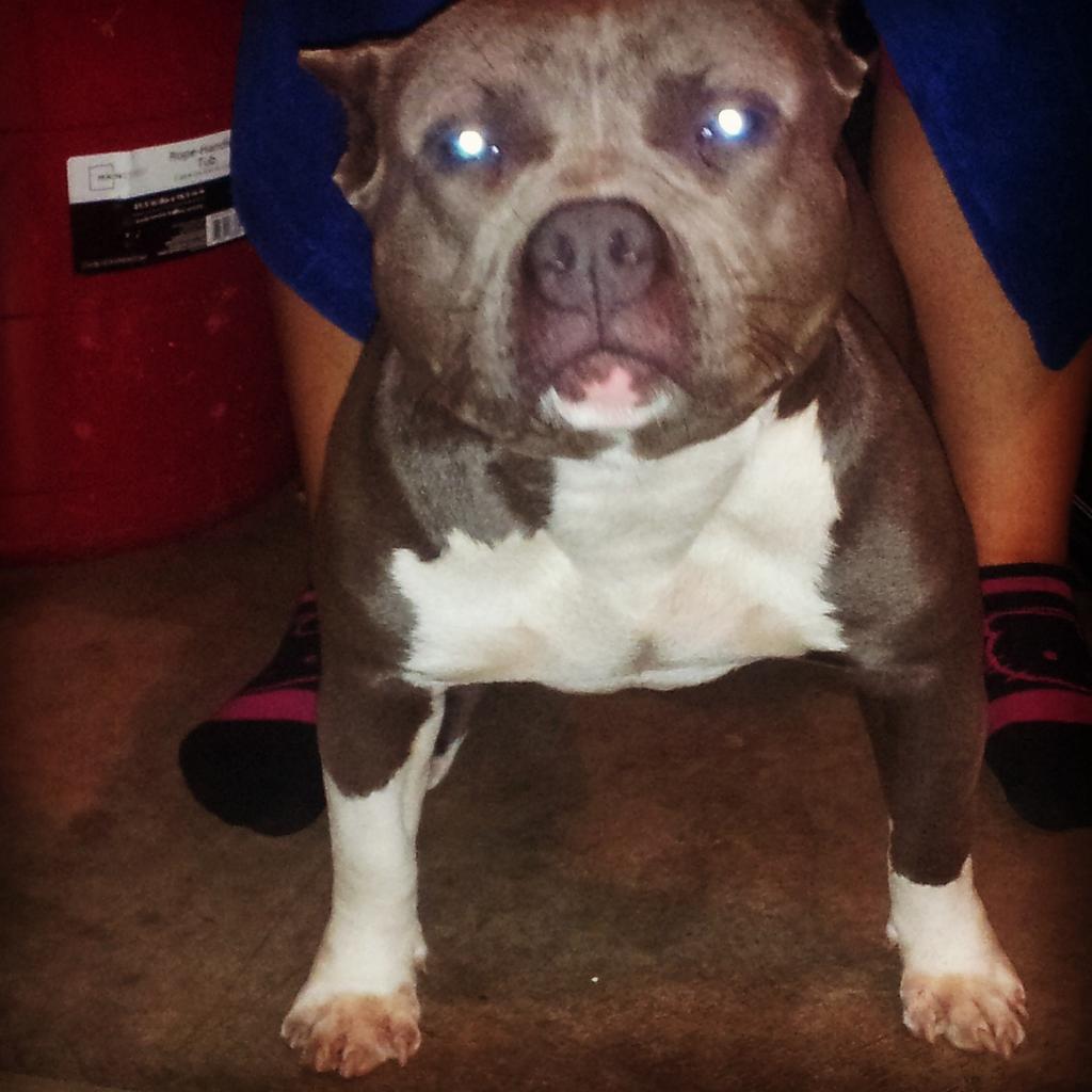 PlayerPrince400's tweet photo. Mike B Bullyz Lil Dude X Touch Of Royalty Kennels Tiara puppies coming soon holla! http://t.co/Iehn22VsDj
