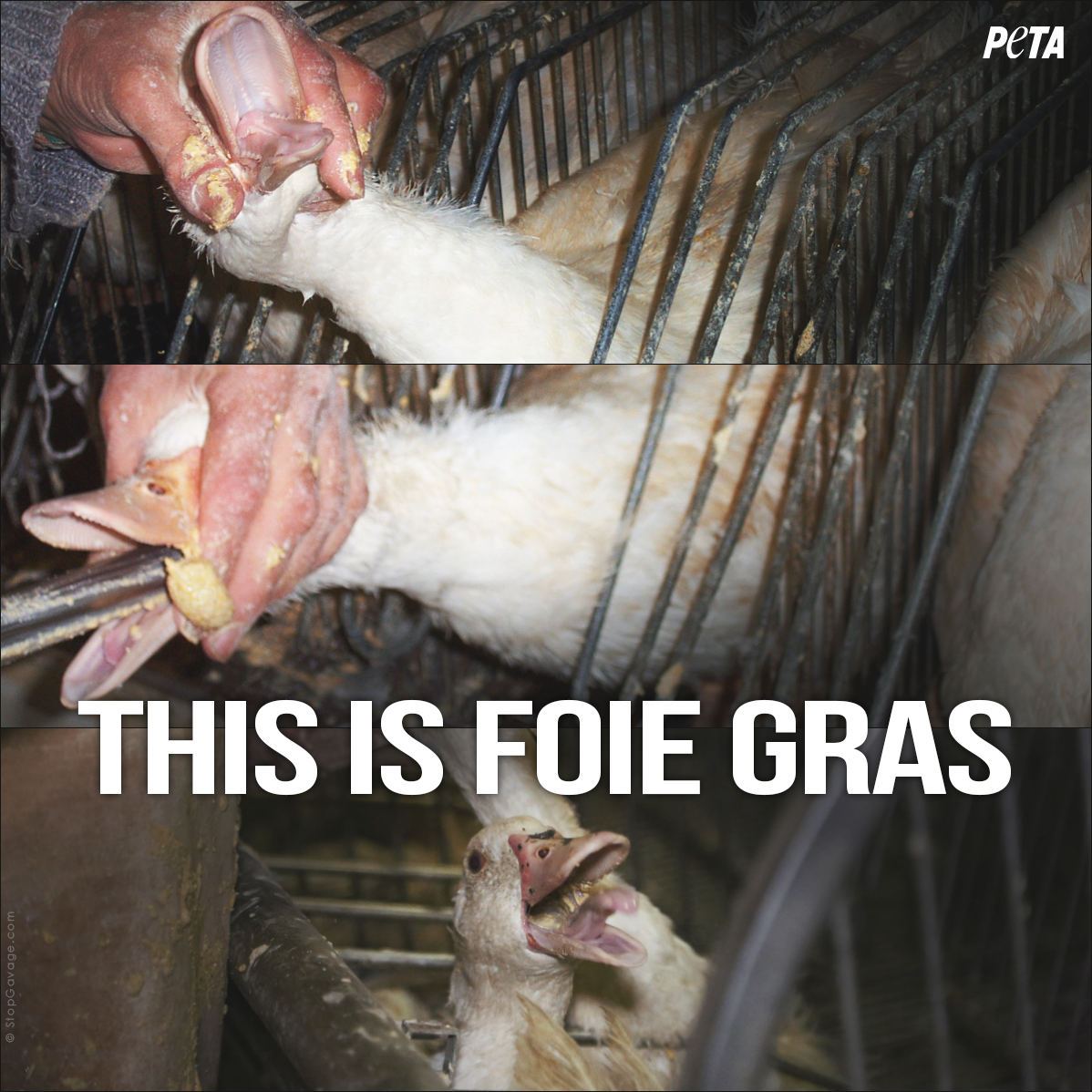 peta's tweet photo. CAN YOU IMAGINE?
 
A pipe is SHOVED down your throat, food is funneled to your stomach, then you're KILLED. #FoieGras http://t.co/XeWwkv4jyh