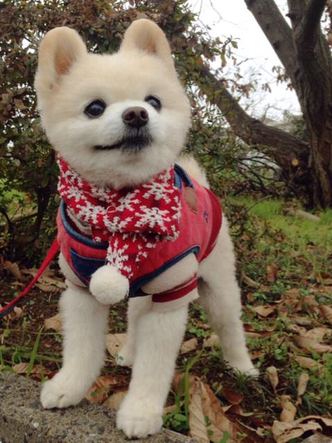 #wanko この強風じゃあ 鳥さんも大変だろうな〜