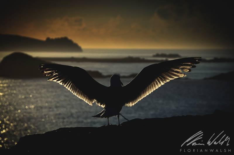 Slea Head Seagull

Florian Walsh at dch.ie/1yY5vNT