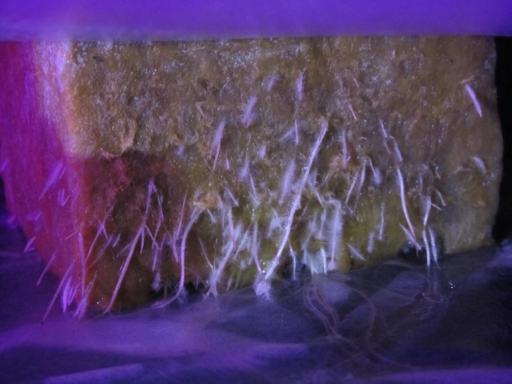 SunlightN18's tweet photo. carolina reapers in nft. coming on well
http://t.co/ri1Lgewb7v http://t.co/9EMRj2onxK