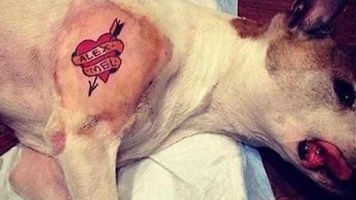 LaStampa's tweet photo. #NewYork: banditi tatuaggi e piercing su animali domestici http://t.co/XJ80xIGNI8 di @fulviocerutti via @la_zampa http://t.co/hXmXqXB4Tt