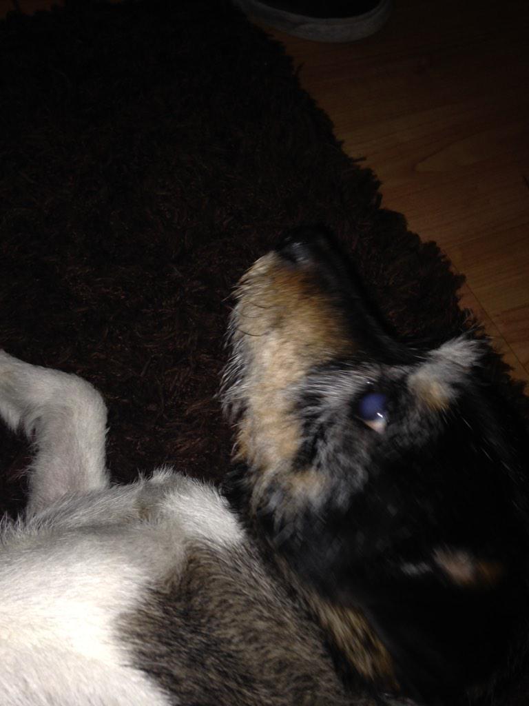 999bigfoot's tweet photo. My heart is broken...lost my gorgeous Patch last Sunday 😞@PaulOGradyShow http://t.co/3OXLqnxoEK