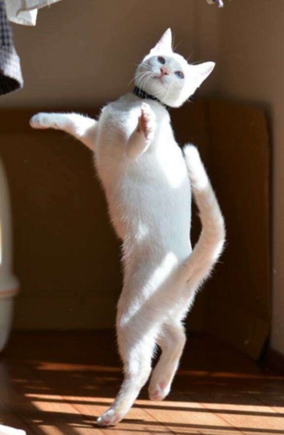heartcatch3's tweet photo. ハローハロー(・ω・) http://t.co/FZBQNOKtxi