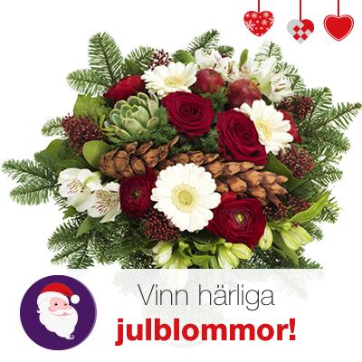 Vilken är din favorit bland julblommor? Berätta och vinn ett juligt blomsterbud. Tävla här: facebook.com/euroflorist