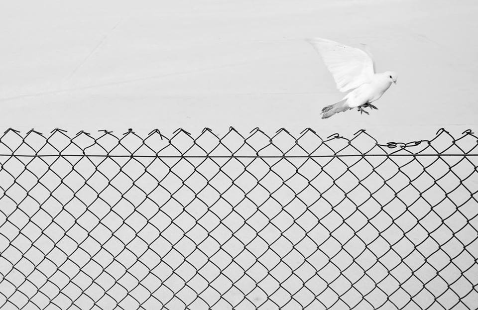 Liberation ©Marcin Ryczek #photography #minimalism #Birds #fineart #poland #krakow #symbol #BlackAndWhitePhotography