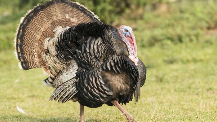 detikcom's tweet image. Ayam Ternyata Keturunan Dinosaurus Berbulu cnn.id/18835  via @CNNindonesia