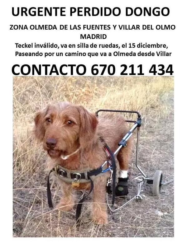 PartidoPACMA's tweet photo. Sigue la búsqueda de Dongo.Se ha encontrado la sillita de ruedas,pero él no aparece.Necesita toda la difusión posible http://t.co/Hih3ger6sq