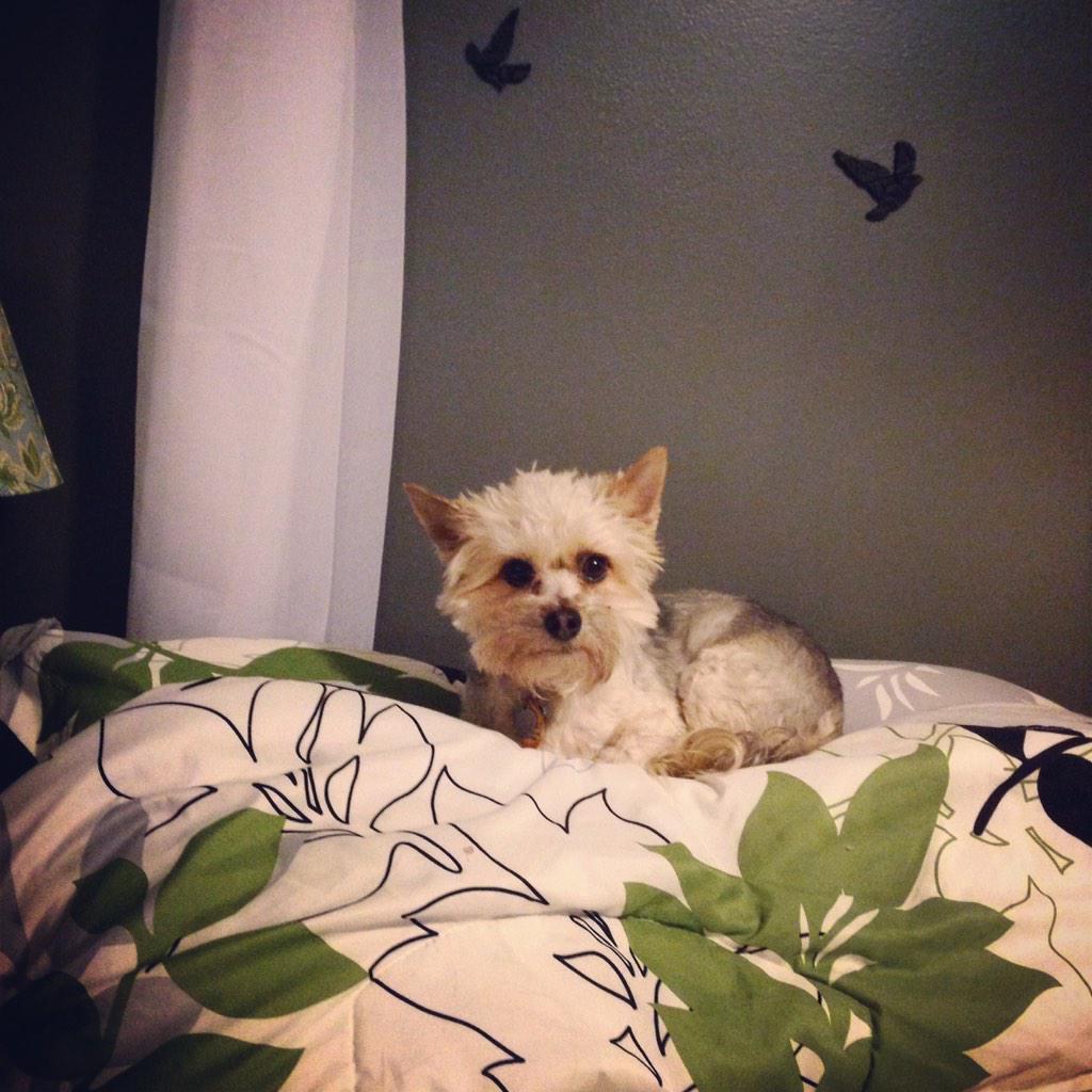 sfmaggiemae's tweet photo. YOUR pillow? You must be mistaken. #princessmaggiedemandsherthrone #howcanyoustaymadatme #ImSoCute http://t.co/38IFxhWuvB