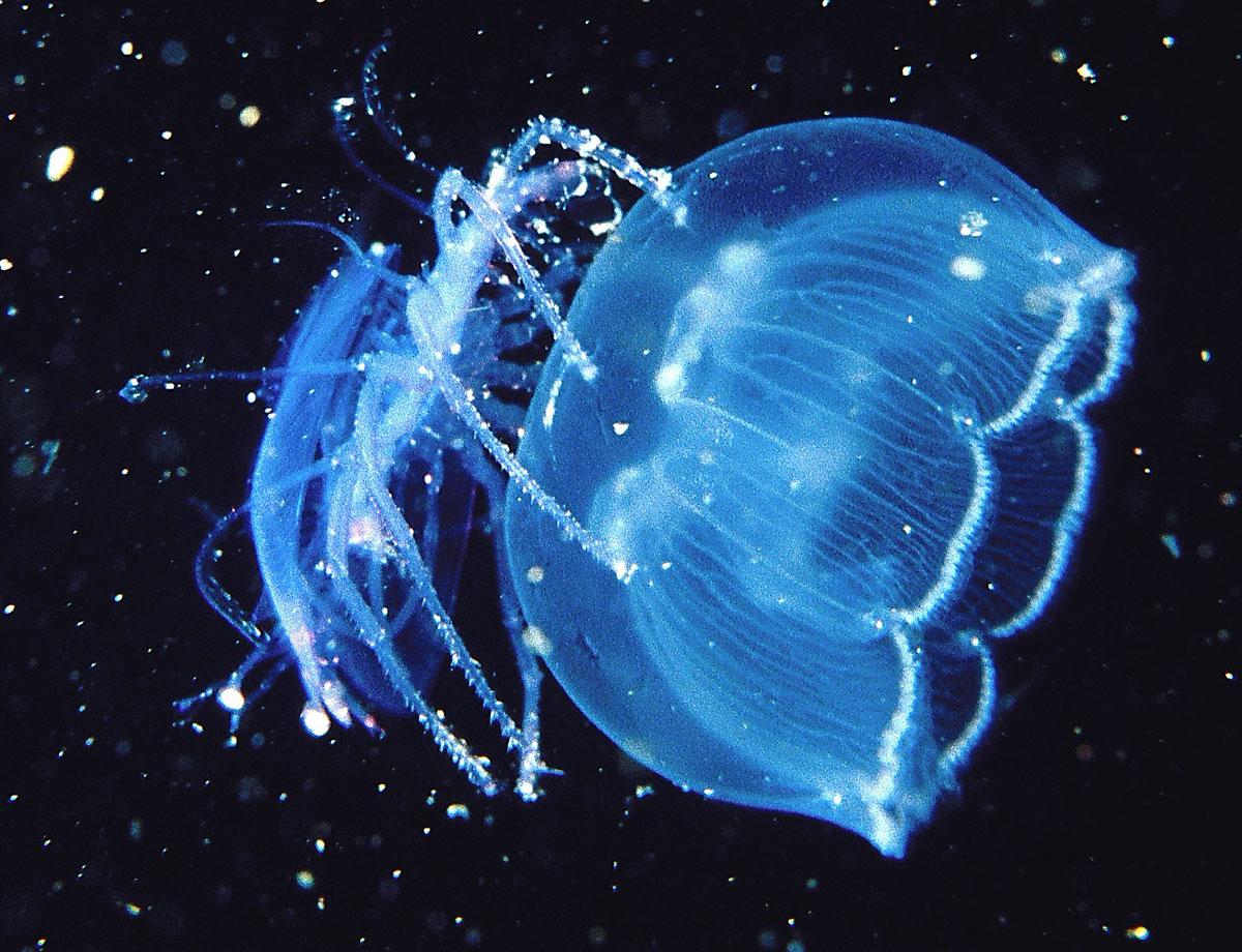 Sara Reardon (@sara_reardon) on Twitter photo Nice! #squee <a href="/rowhoop/">Rowan Hooper ローワン フーパー</a>: This is a baby lobster surfing on a jellyfish. ow.ly/G24WK Nice! #squee <a href="/rowhoop/">Rowan Hooper ローワン フーパー</a>: This is a baby lobster surfing on a jellyfish. ow.ly/G24WK