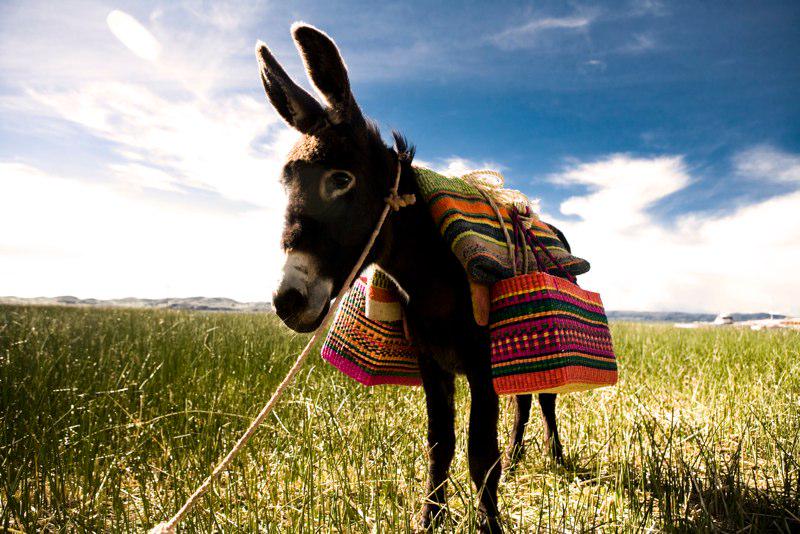 Gonzalo del Campo tweet media