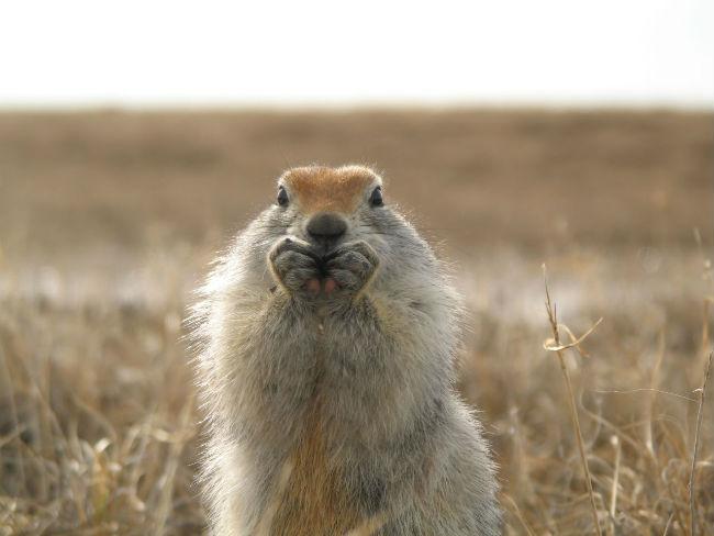 американский суслик в тундре. белохвостая луговая собачка. берингийский суслик евражка. берингийский суслик. берингийский суслик евражка.