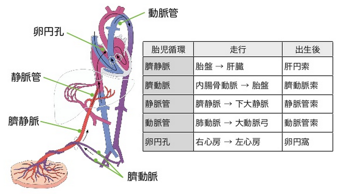 ゴロ−@解剖生理イラスト na Twitteru: "胎児循環 http://t.co/XuJaphg6gd"