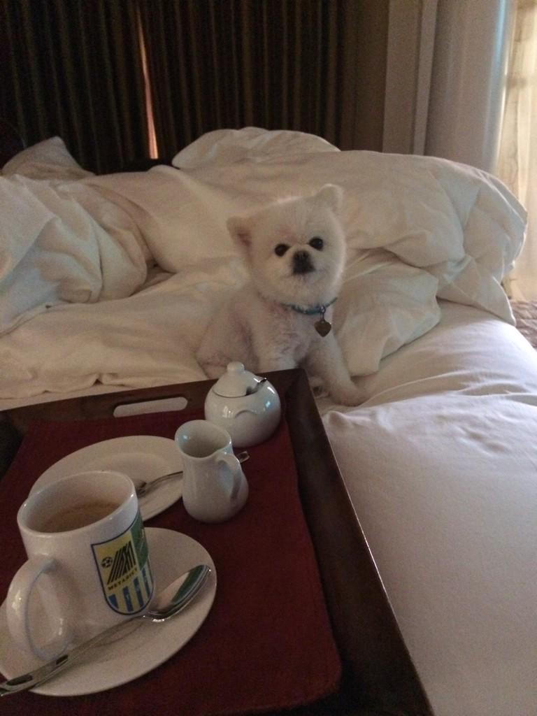 LorenaD414's tweet photo. #icy guarding my coffee. #northbeverlypark #beverlyhills90210 #myfirstTweet http://t.co/h9x25N1C0V