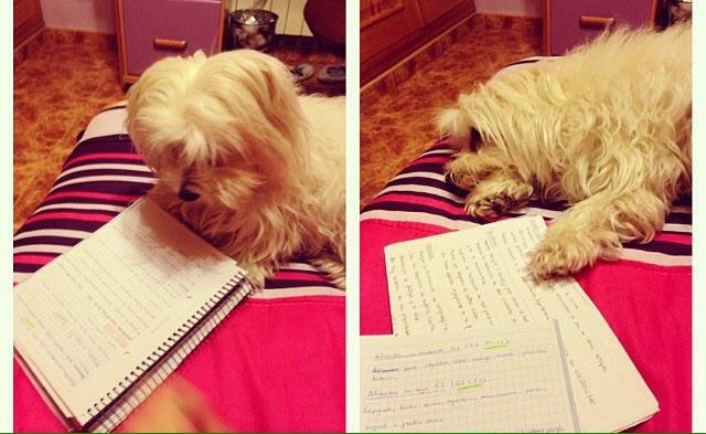 albabonillo23's tweet photo. Modo... 📚😩 http://t.co/jaXT2TVWUV