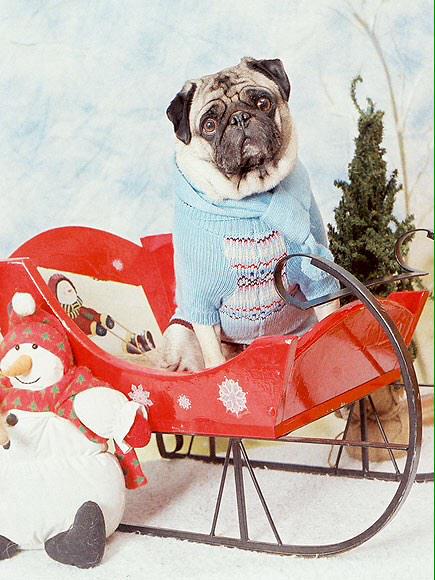 luxepethotels's tweet photo. Ready. Set. Travel! Book your #luxury pet suite now before sold out over the #holidayseason- call today 702-222-9220 http://t.co/Mj9vilgJb8