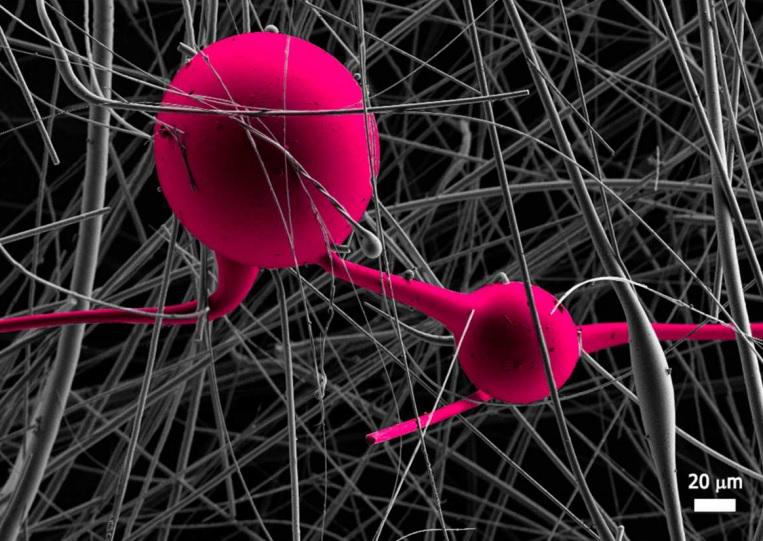 Mercados Biotec (@mercadosbiotec) on Twitter photo Esta impresionante imagen, premio especial del Año de la Biotecnología #2014biotec en el concurso #FOTCIENCIA Esta impresionante imagen, premio especial del Año de la Biotecnología #2014biotec en el concurso #FOTCIENCIA