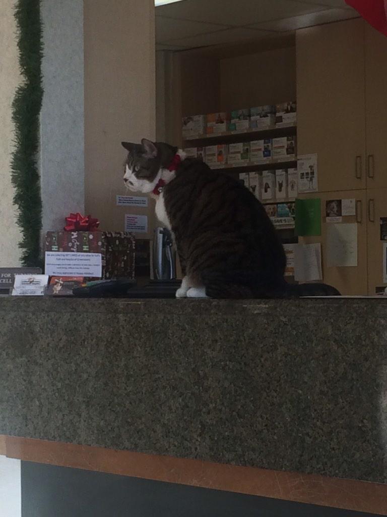 _ranesupreme's tweet image. Why is this cat just taking over this desk? #vetchronicles
