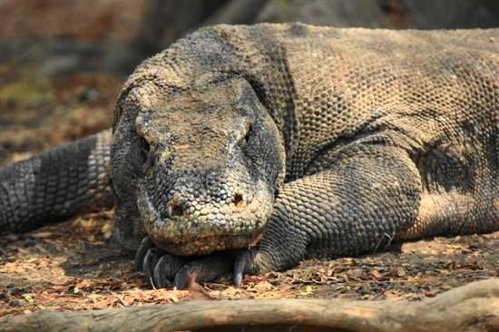 ToursLine's tweet image. Travel to Komodo Island  - Time to get
More impressions!
tours-line.com/#!komodo-islan…