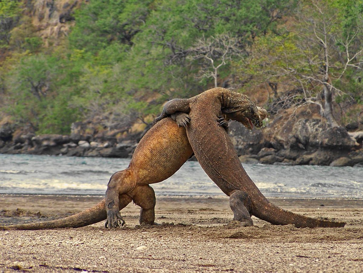 ToursLine's tweet image. Travel to Komodo Island  - Time to get
More impressions!
tours-line.com/#!komodo-islan…