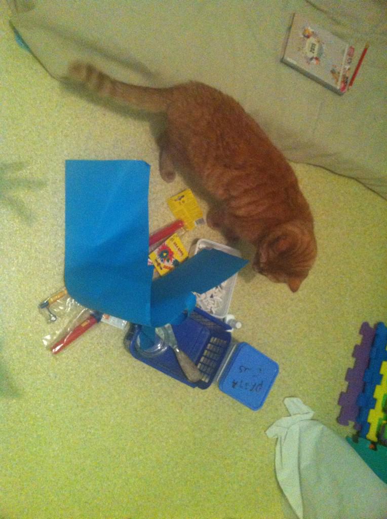 Dag 11; de poes hou ik nog even ...