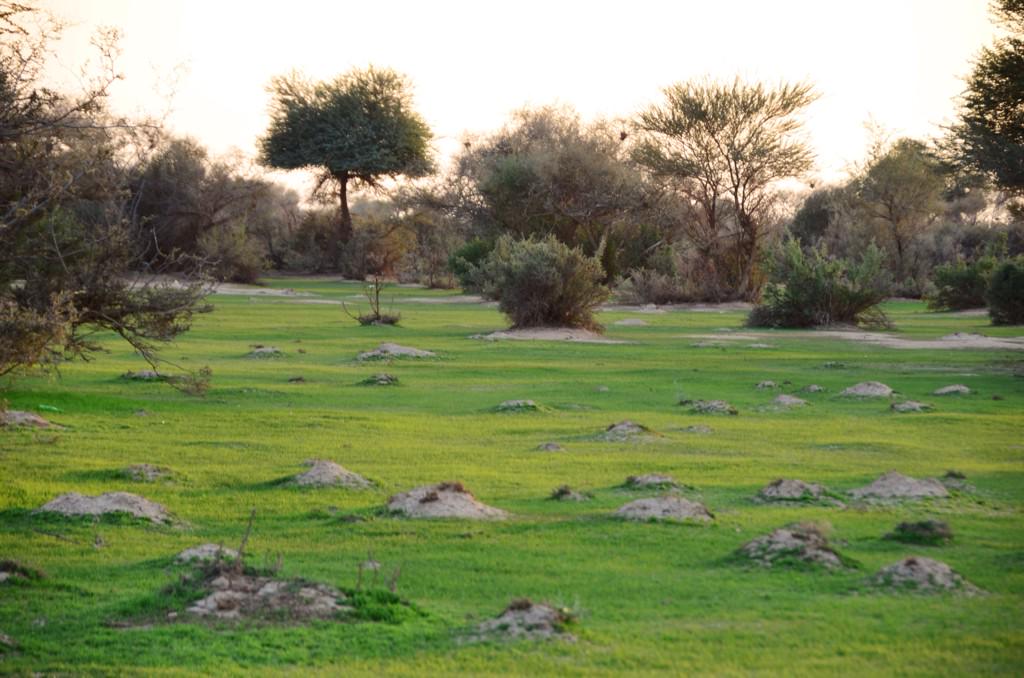 صور من #ربيع روضة #التنهاة عصر اليوم.. 
#الربيع توه في بدايته وافضل شي جنوبيها مابين مصب الطيري والشوكي