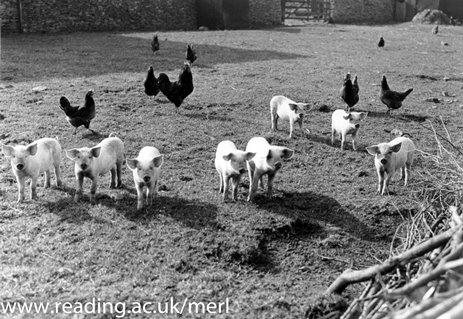 TheMERL's tweet photo. ♫ On the 8th day of Christmas my museum sent to me: 8 piglets waiting ♫ #12off #12DaysOfChristmas http://t.co/DuJuWMuRHZ