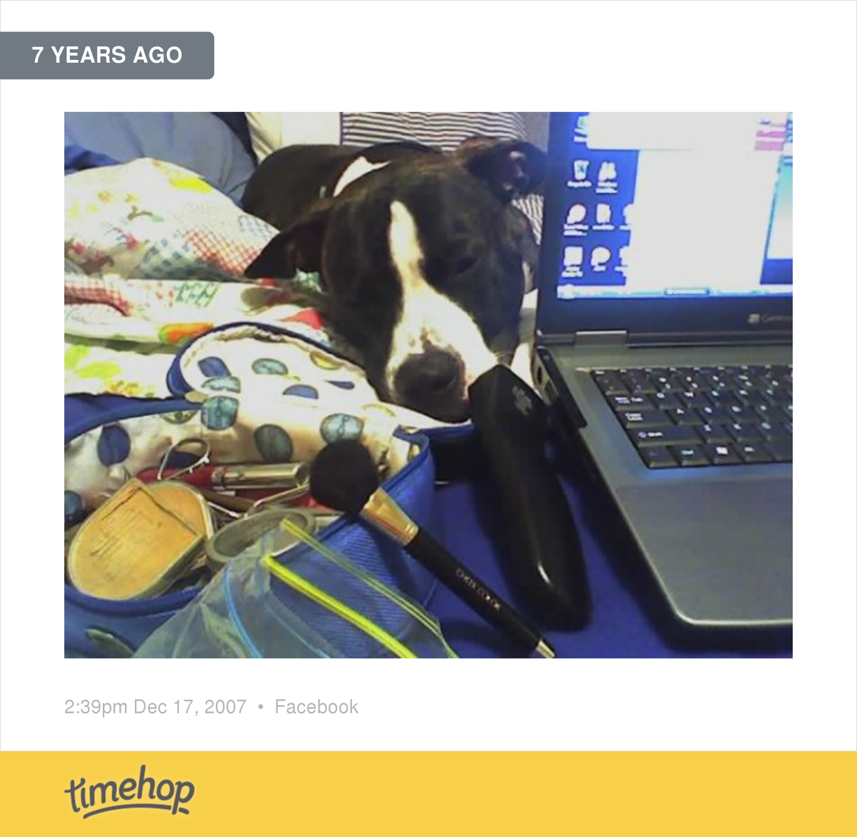 msmiabb's tweet photo. 7 years ago today! My sweet pup  http://t.co/ntk4QJMcvz http://t.co/MsUKlpWGeY