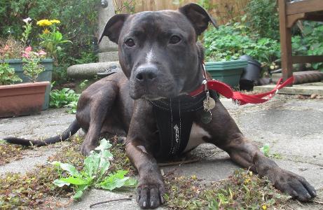 itvlondon's tweet photo. Battersea's loneliest dog, so sad he never wags his tail, may fail to find new home by Xmas http://t.co/wChCmOeB5q http://t.co/73KkfYfLTg
