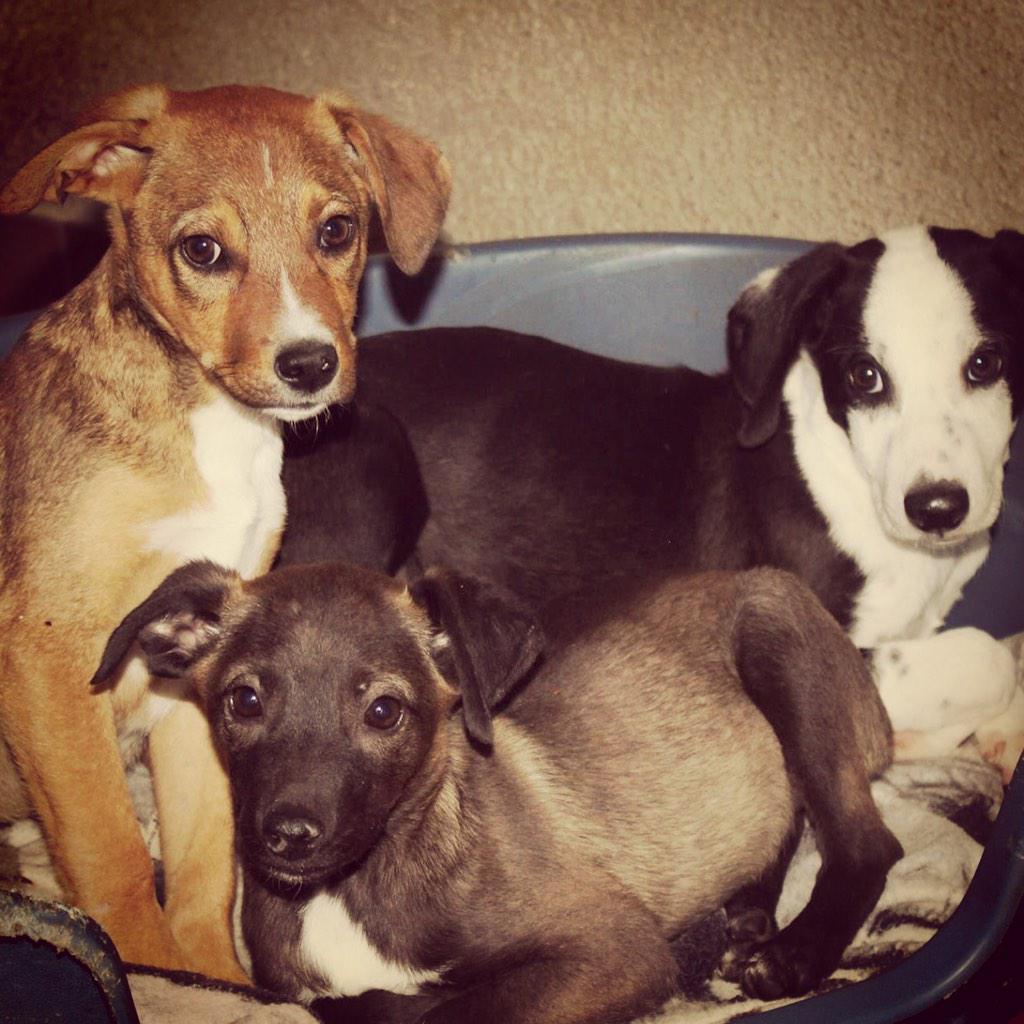 fundacionbm's tweet photo. Necesitamos urgente casas de acogidas para 10 cachorritos! Son muy pequeños y pasan frio! Difundir por favor! http://t.co/8D4cj9t9jL