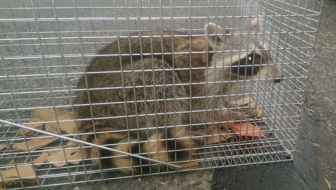 Drizzten's tweet photo. This guy had set up camp underneath my bathroom. Sorry dude, no free rides. http://t.co/zeSYlLzOiT